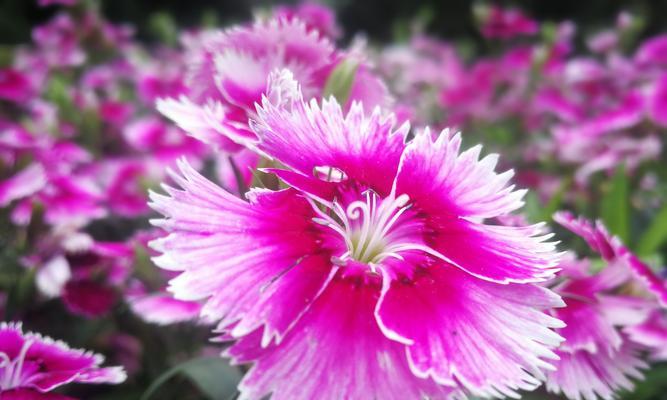 石竹花(石竹花的花语及象征意义) 石竹花(石竹花的花语及象征意义)
