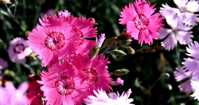 石竹花（石竹花的花语及象征意义）
