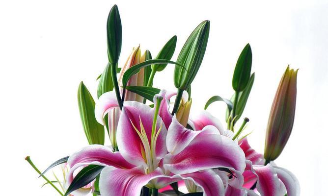 百合花的寓意与象征(传递爱与纯洁的美丽花朵) 百合花的寓意与象征(传递爱与纯洁的美丽花朵)
