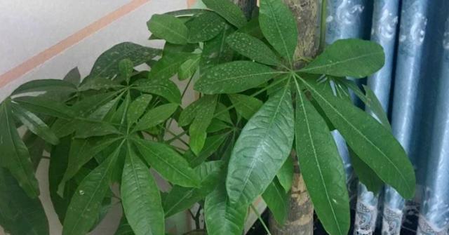 黄豆的耐旱性研究（探究黄豆的生态适应性与水分利用效率）