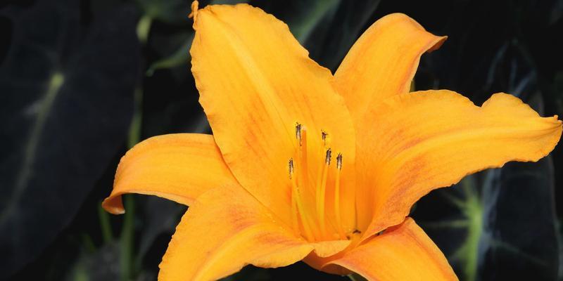 百合花的寓意与象征（传递爱与纯洁的美丽花朵）
