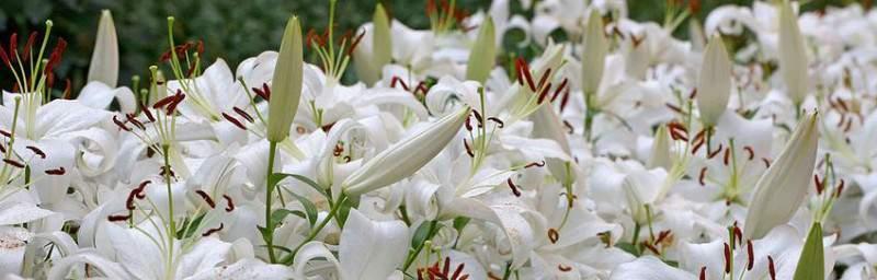百合花的寓意与象征(传递爱与纯洁的美丽花朵) 百合花的寓意与象征(传递爱与纯洁的美丽花朵)