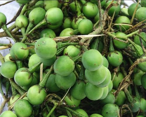 释迦果籽种植全指南(教你从选种到收获) 释迦果籽种植全指南(教你从选种到收获)