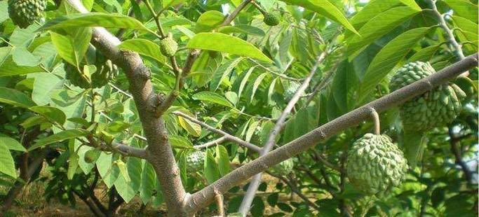 释迦果籽种植全指南(教你从选种到收获) 释迦果籽种植全指南(教你从选种到收获)