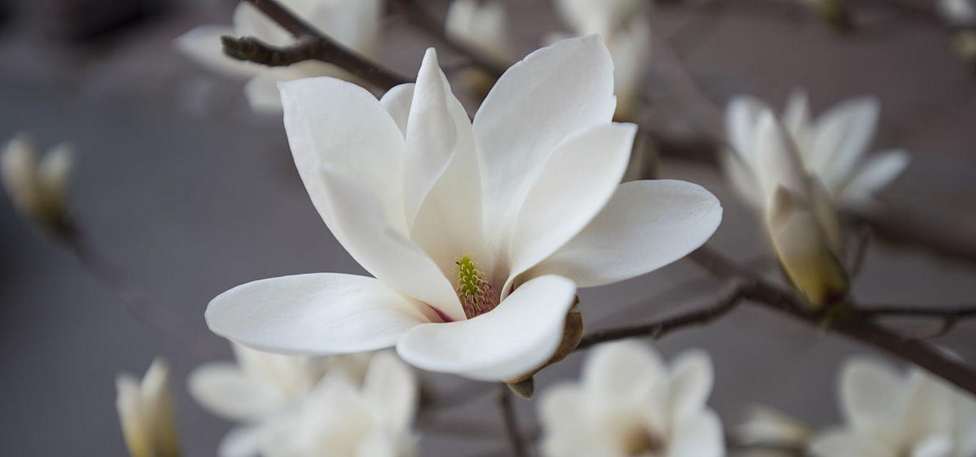 玉兰花的花语（探寻不同颜色玉兰花的内涵）