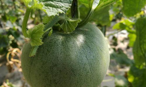 梨瓜的种植技巧（选择合适的月份）