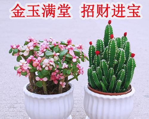 金玉满堂花的养护方法（打造花草园中的视觉焦点）