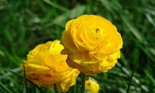 生命之花-玫瑰花的花语(用玫瑰花的花语讲述生命之美)