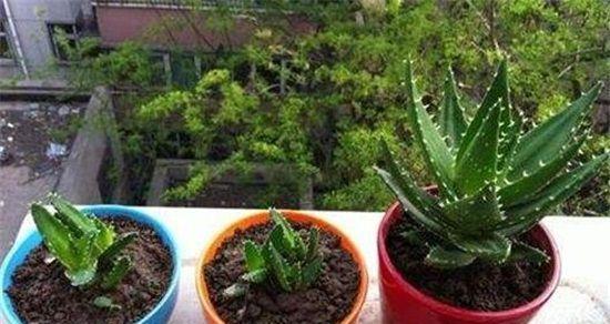 可乐可以浇芦荟吗？——揭秘可乐浇芦荟的真相