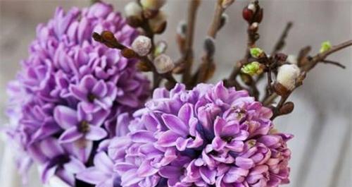 紫色风信子的花语和传说（探寻紫色风信子的意义和神秘故事）