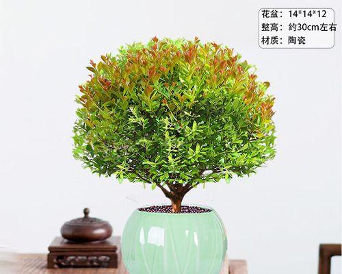 赤楠之美（力量与温暖的奇迹）
