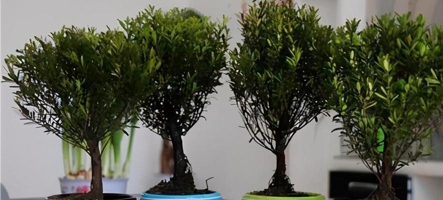 赤楠之美（力量与温暖的奇迹）