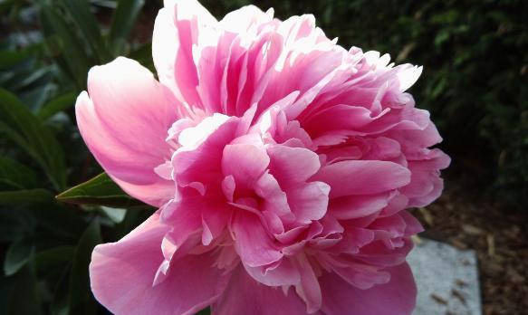 芍药花语解析(探索芍药花语)