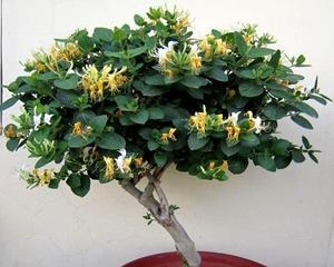 金银花室内养护技巧(家中也能拥有清新的金银花园) 金银花室内养护技巧(家中也能拥有清新的金银花园)