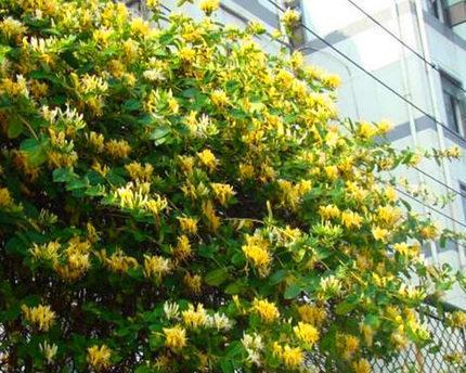 金银花室内养护技巧(家中也能拥有清新的金银花园) 金银花室内养护技巧(家中也能拥有清新的金银花园)