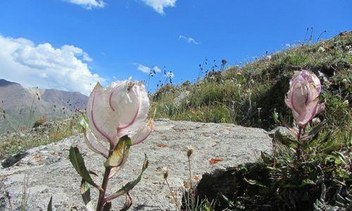 保护国宝,守护天山雪莲(探秘国家保护植物天山雪莲) 保护国宝,守护天山雪莲(探秘国家保护植物天山雪莲)