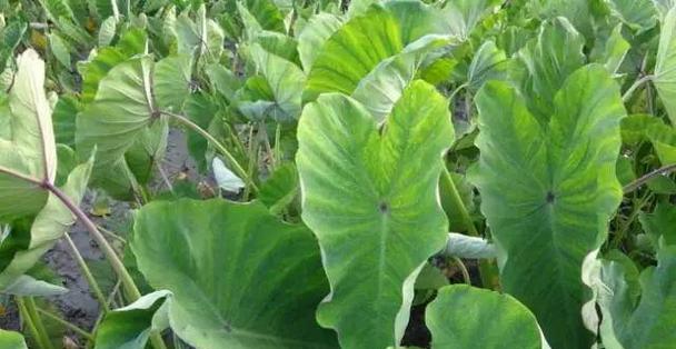 芋头是块茎还是块根？解密芋头真正的身份（芋头的形态、生长环境与用途）