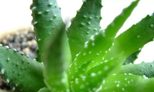芦荟在风水中的寓意与象征（揭秘芦荟的神奇力量）