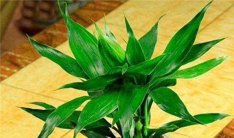 家里好养的花卉推荐（打造舒适温馨的家居花园）