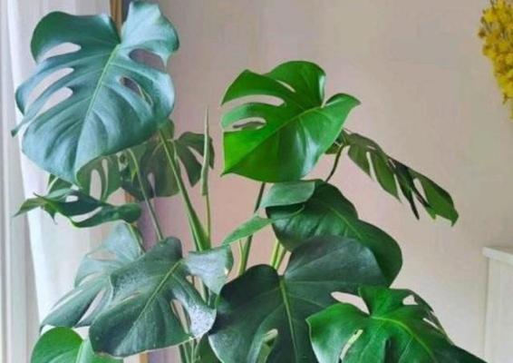家里好养的花卉推荐（打造舒适温馨的家居花园）