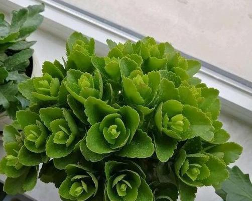 适合摘心的花卉有哪些？（选择适合摘心的花卉）