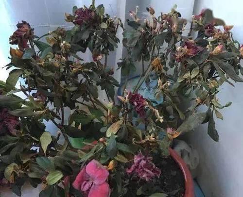 海棠花叶子发蔫的原因及补救方法（探究海棠花叶子枯萎的原因）