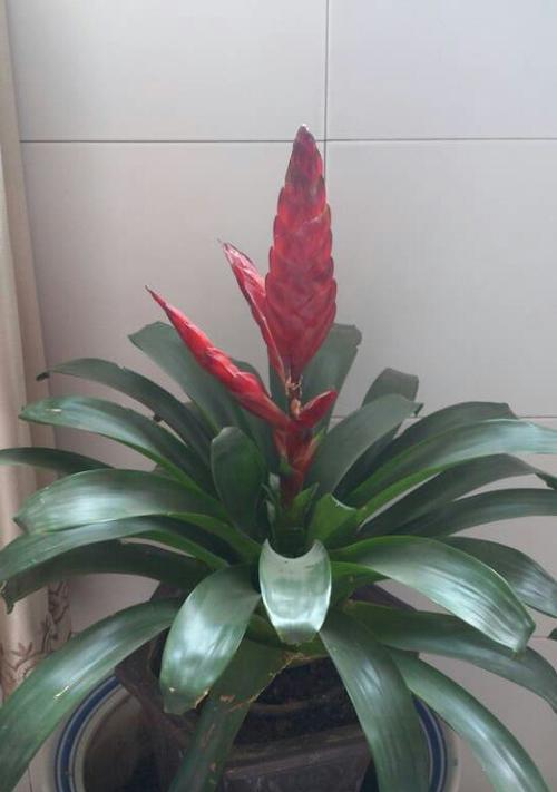 鸿运当头（没有根）