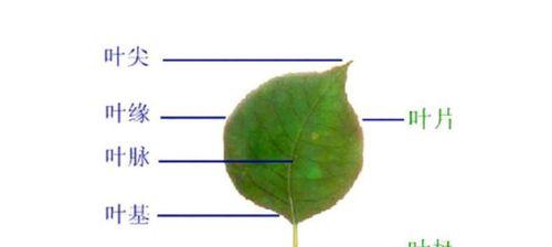 揭秘魔芋生长周期!(从种植到收获) 揭秘魔芋生长周期!(从种植到收获)
