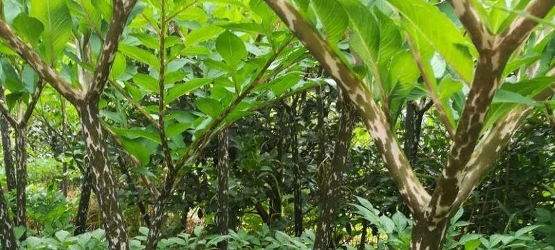 揭秘魔芋生长周期!(从种植到收获) 揭秘魔芋生长周期!(从种植到收获)