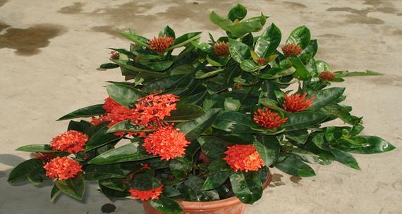 龙船花的处理方法（让花朵更长久地绽放）