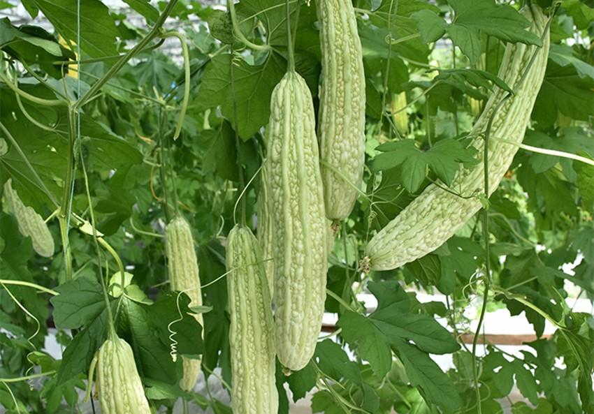 种植蔬菜，到底哪些能挨着种？哪些不能挨着种？用多年经验告诉你