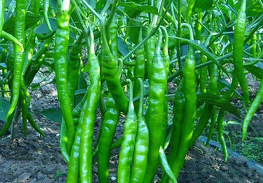 种植蔬菜，到底哪些能挨着种？哪些不能挨着种？用多年经验告诉你