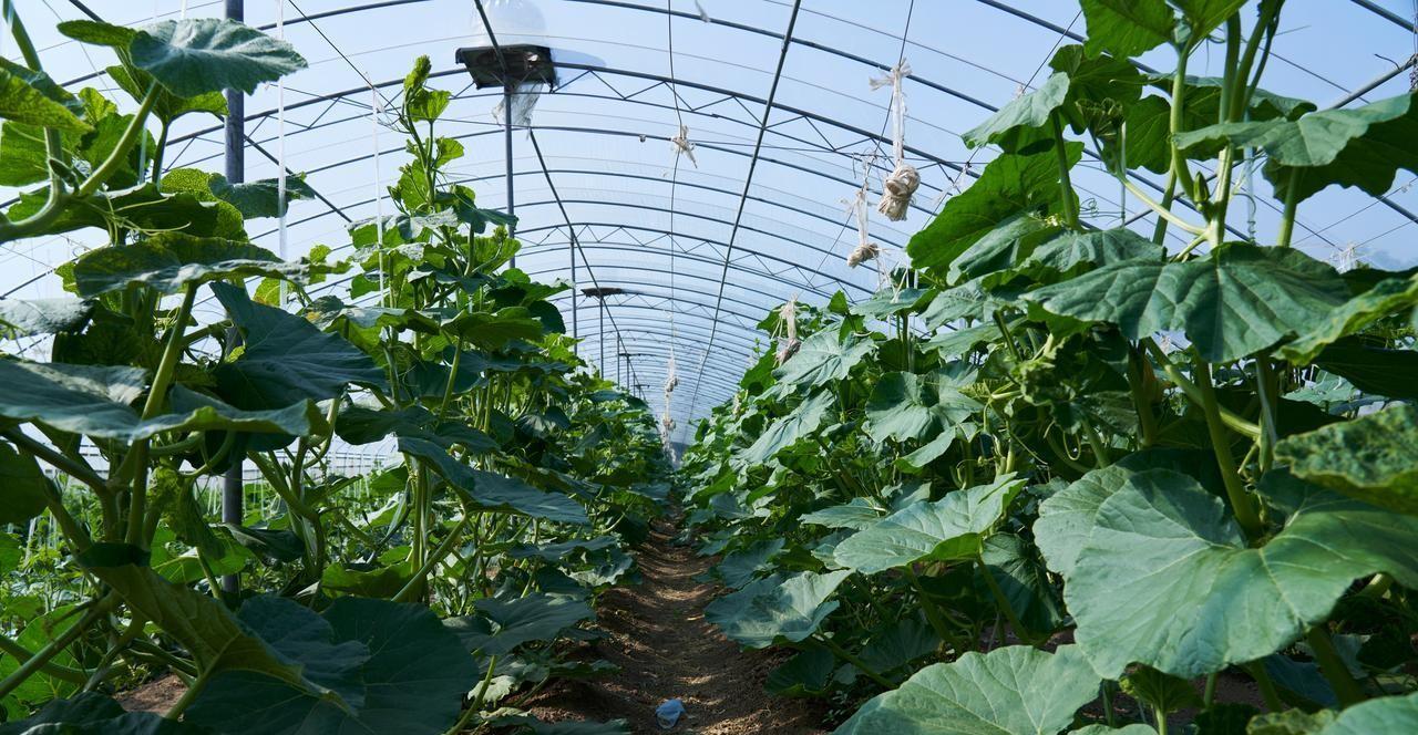 种植蔬菜，到底哪些能挨着种？哪些不能挨着种？用多年经验告诉你