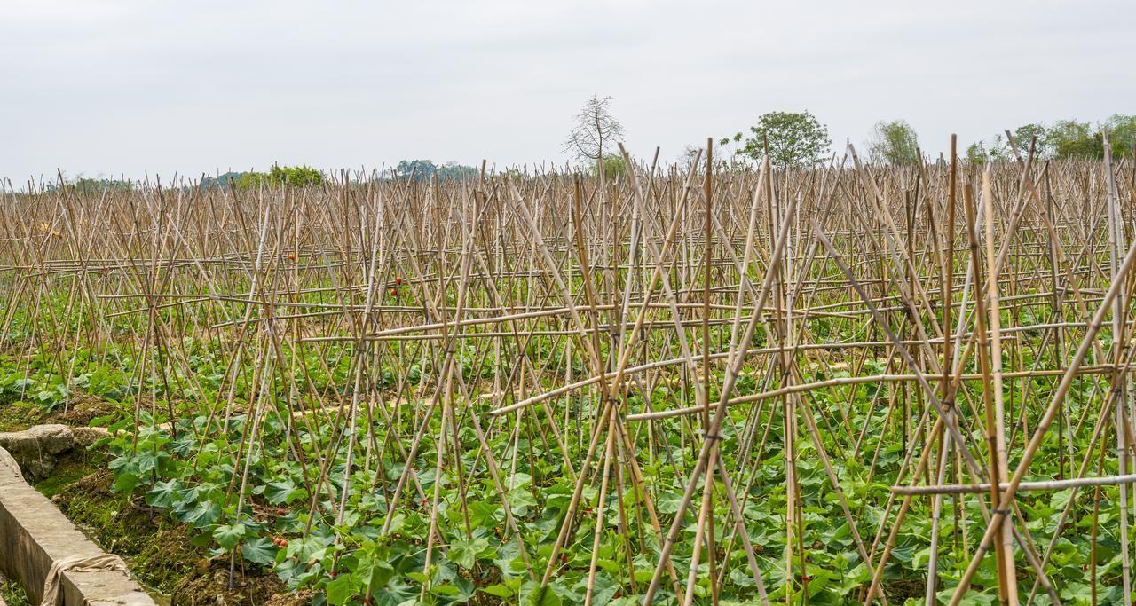 种植蔬菜，到底哪些能挨着种？哪些不能挨着种？用多年经验告诉你