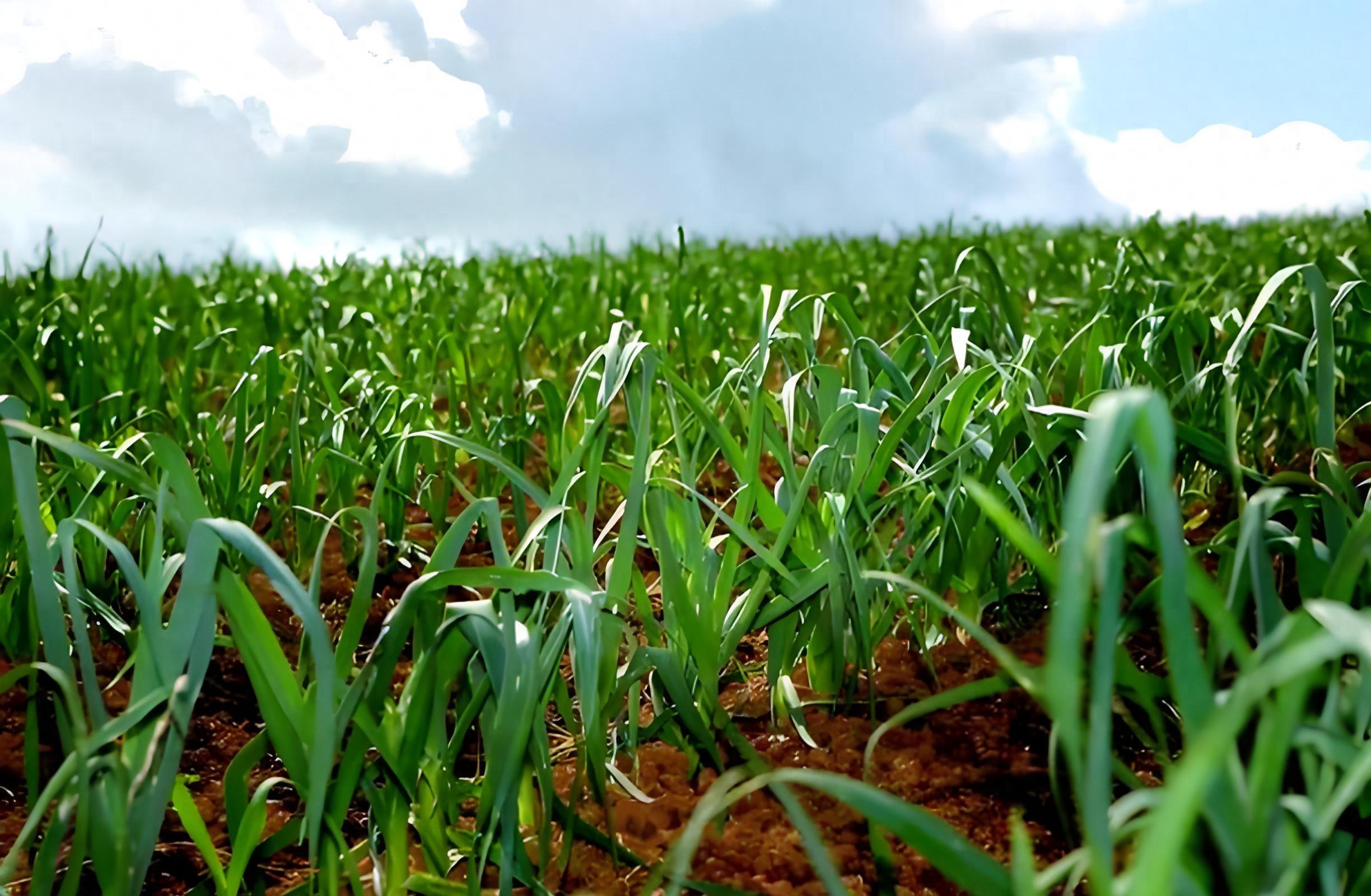 清明前后大蒜管理：3招防“只长叶不长头”，保你亩产破5000斤