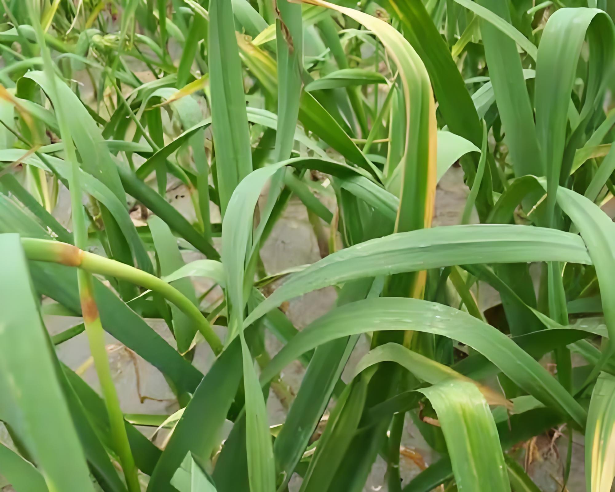 清明前后大蒜管理：3招防“只长叶不长头”，保你亩产破5000斤