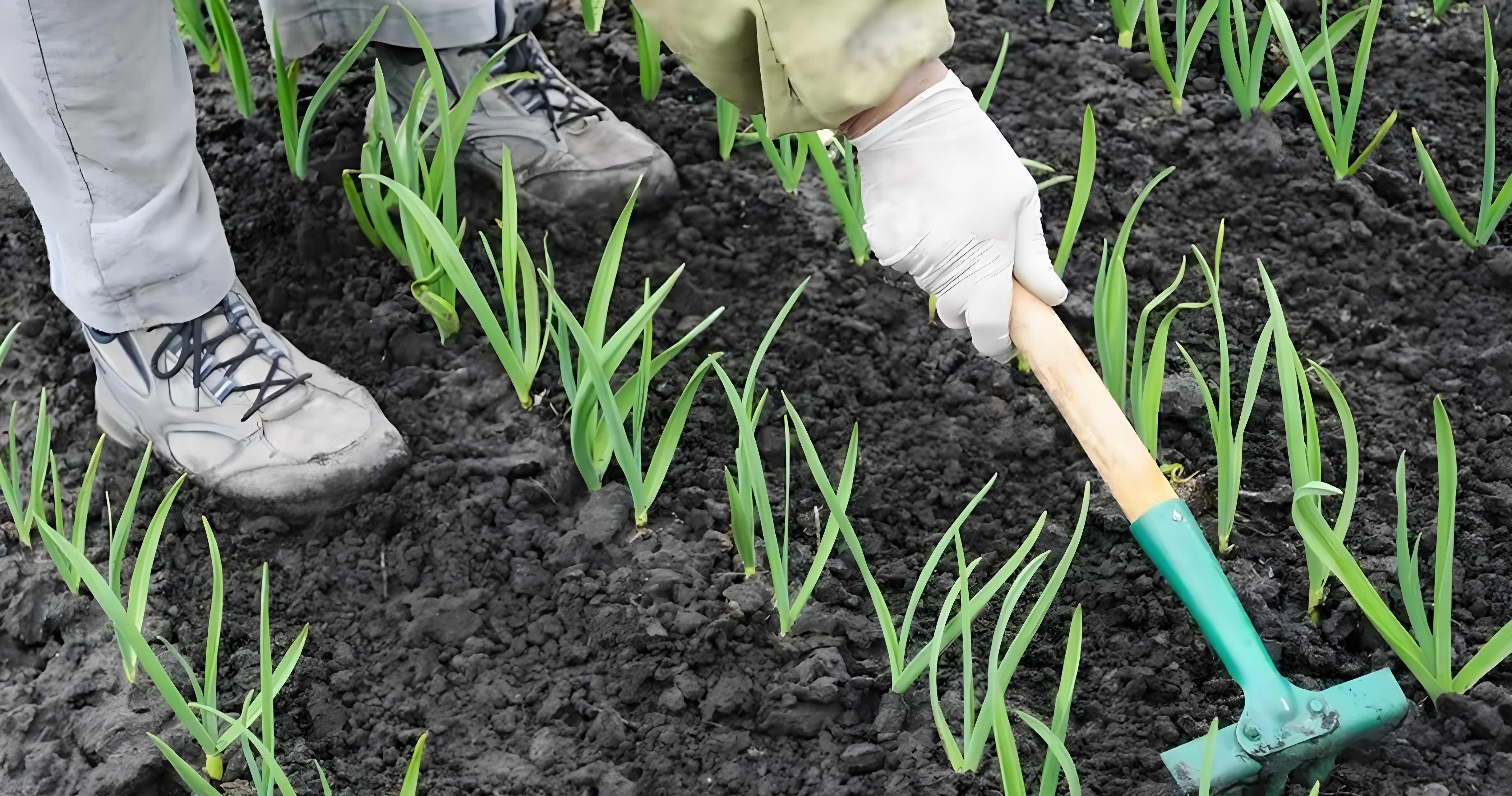 清明前后大蒜管理：3招防“只长叶不长头”，保你亩产破5000斤