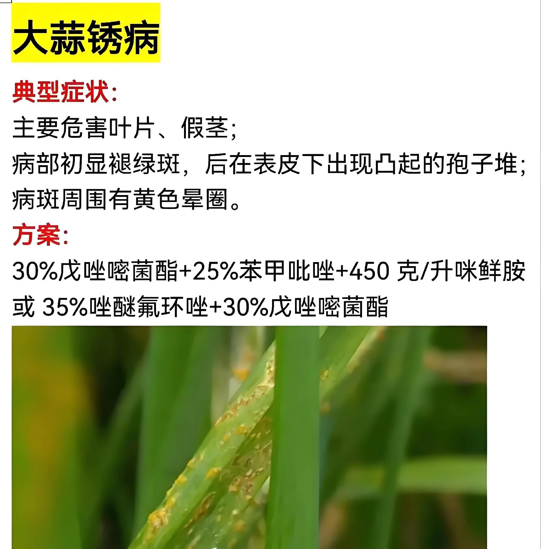 清明前后大蒜管理：3招防“只长叶不长头”，保你亩产破5000斤