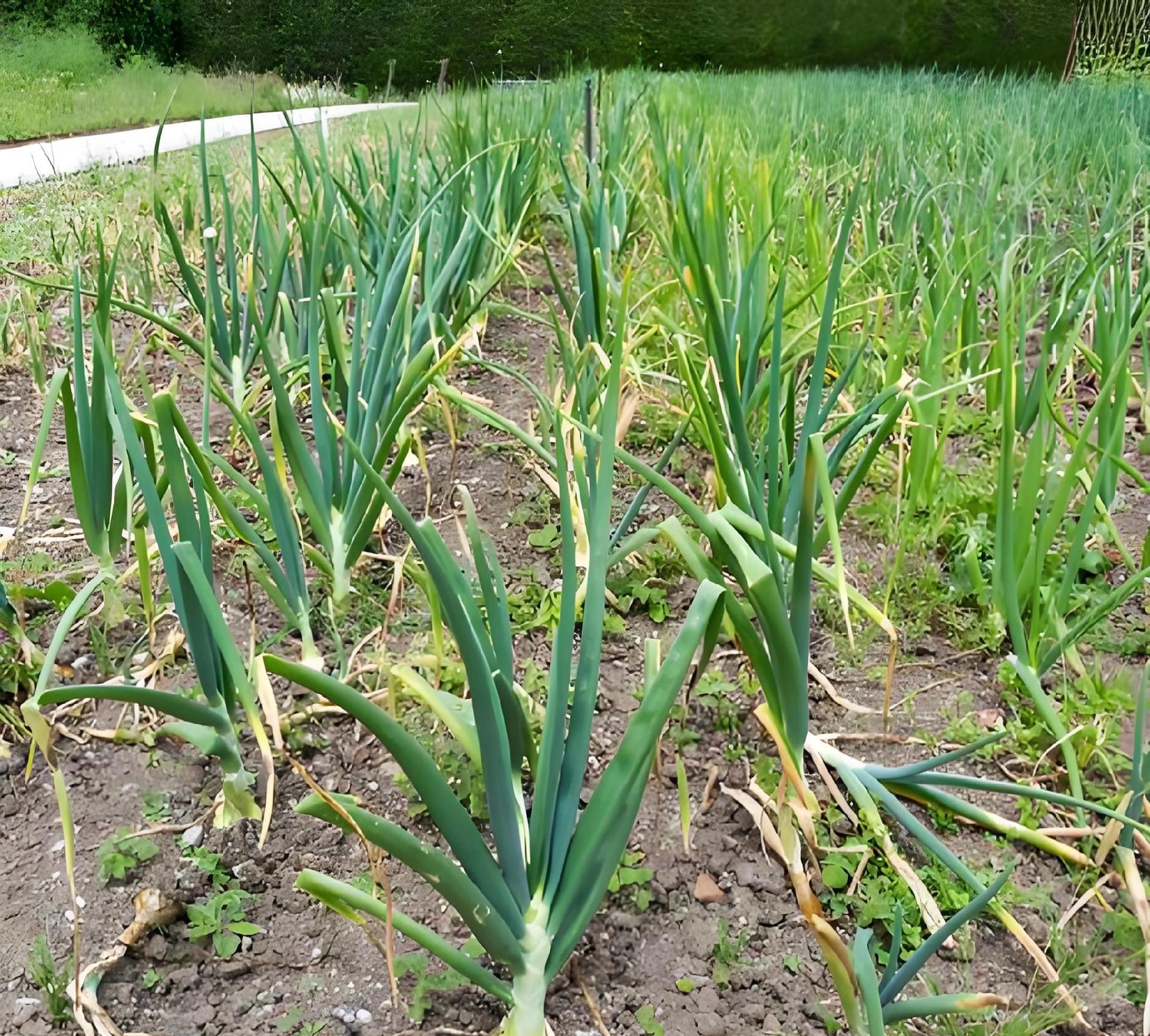 清明前后大蒜管理：3招防“只长叶不长头”，保你亩产破5000斤