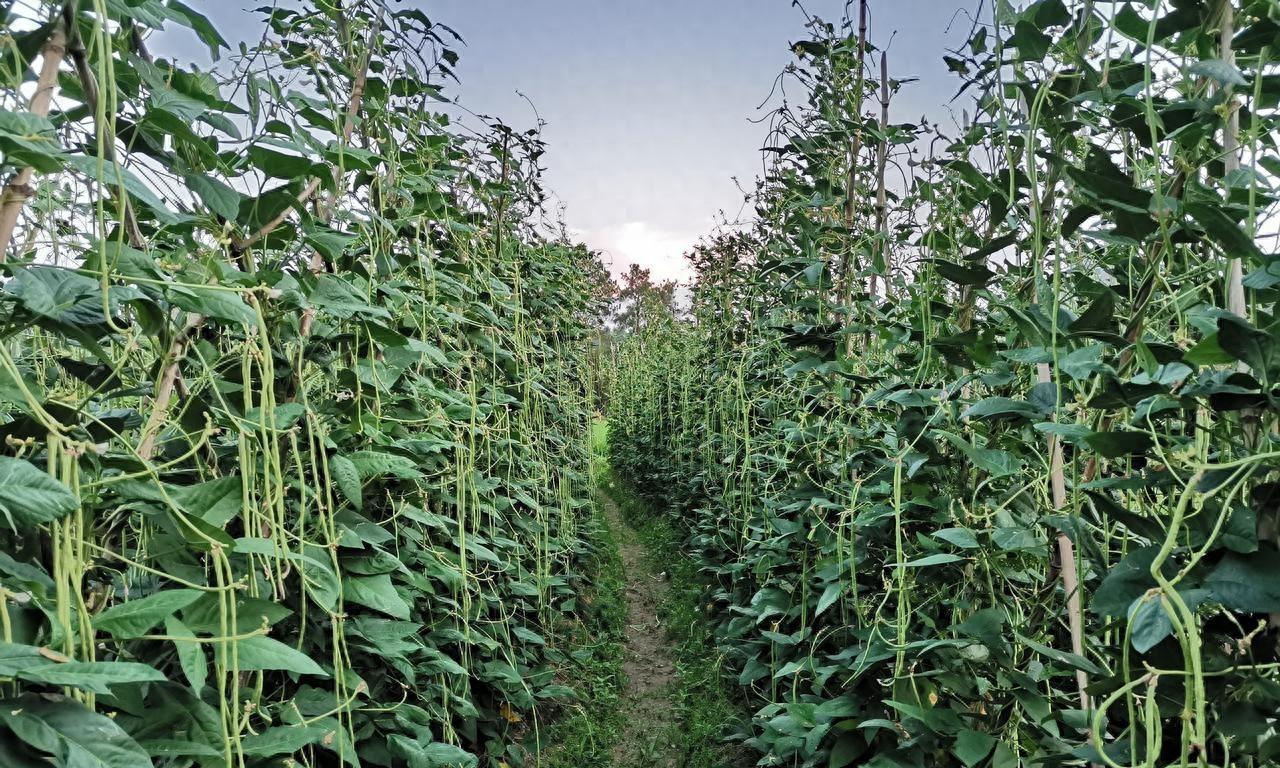 种植豆角、大豆、花生等豆科作物，想实现高产，这几种肥料不能少