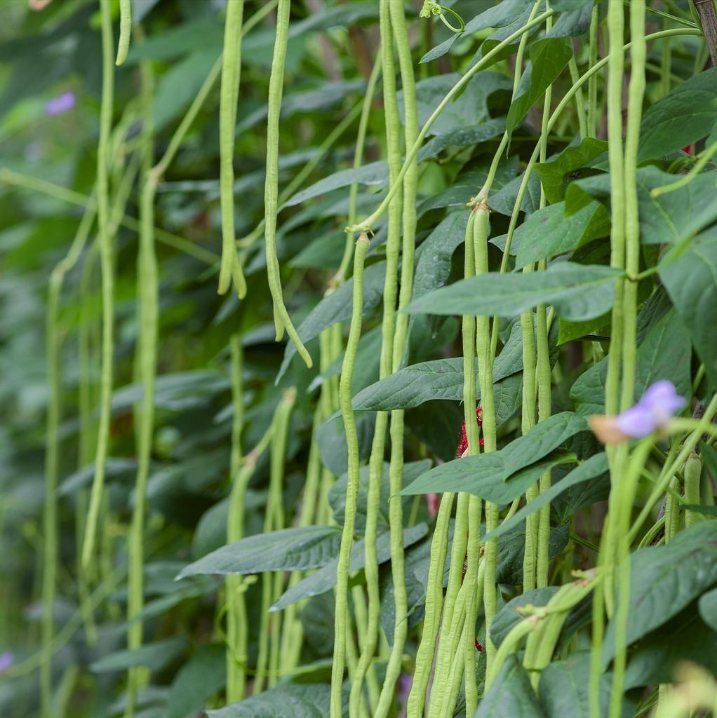 种植豆角、大豆、花生等豆科作物，想实现高产，这几种肥料不能少