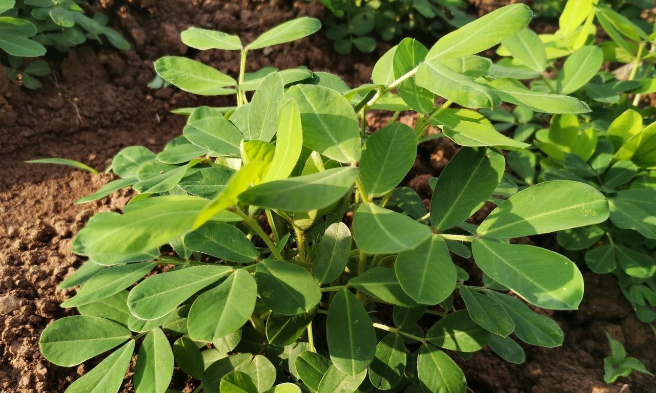 种植豆角、大豆、花生等豆科作物，想实现高产，这几种肥料不能少