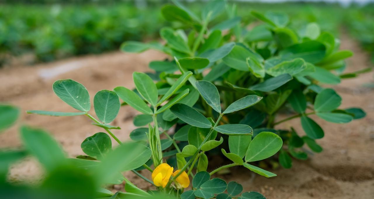 种植豆角、大豆、花生等豆科作物，想实现高产，这几种肥料不能少