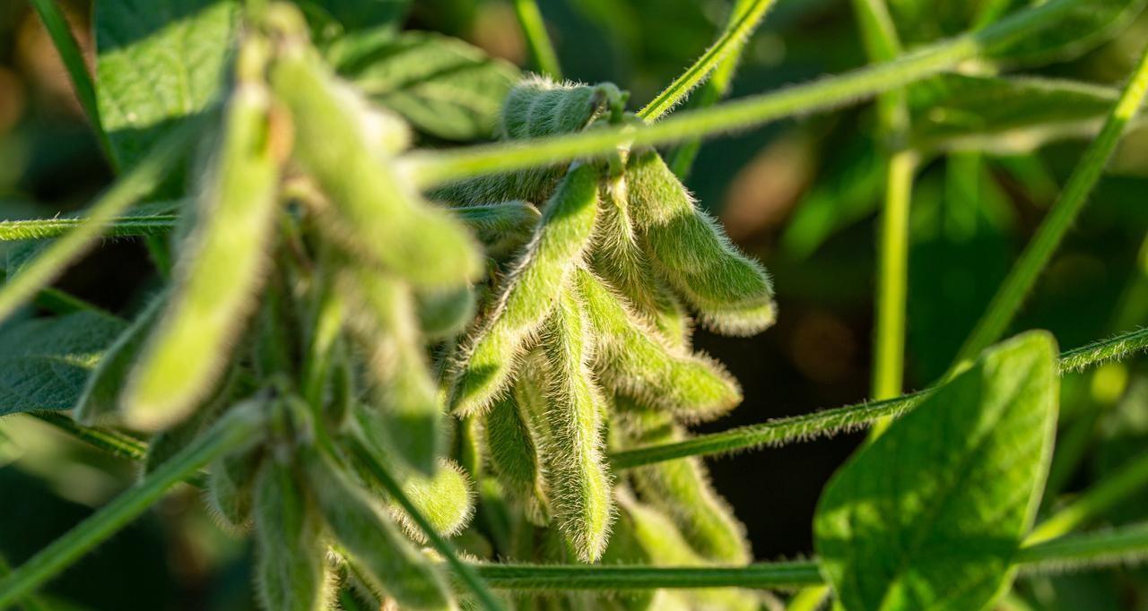 种植豆角、大豆、花生等豆科作物，想实现高产，这几种肥料不能少