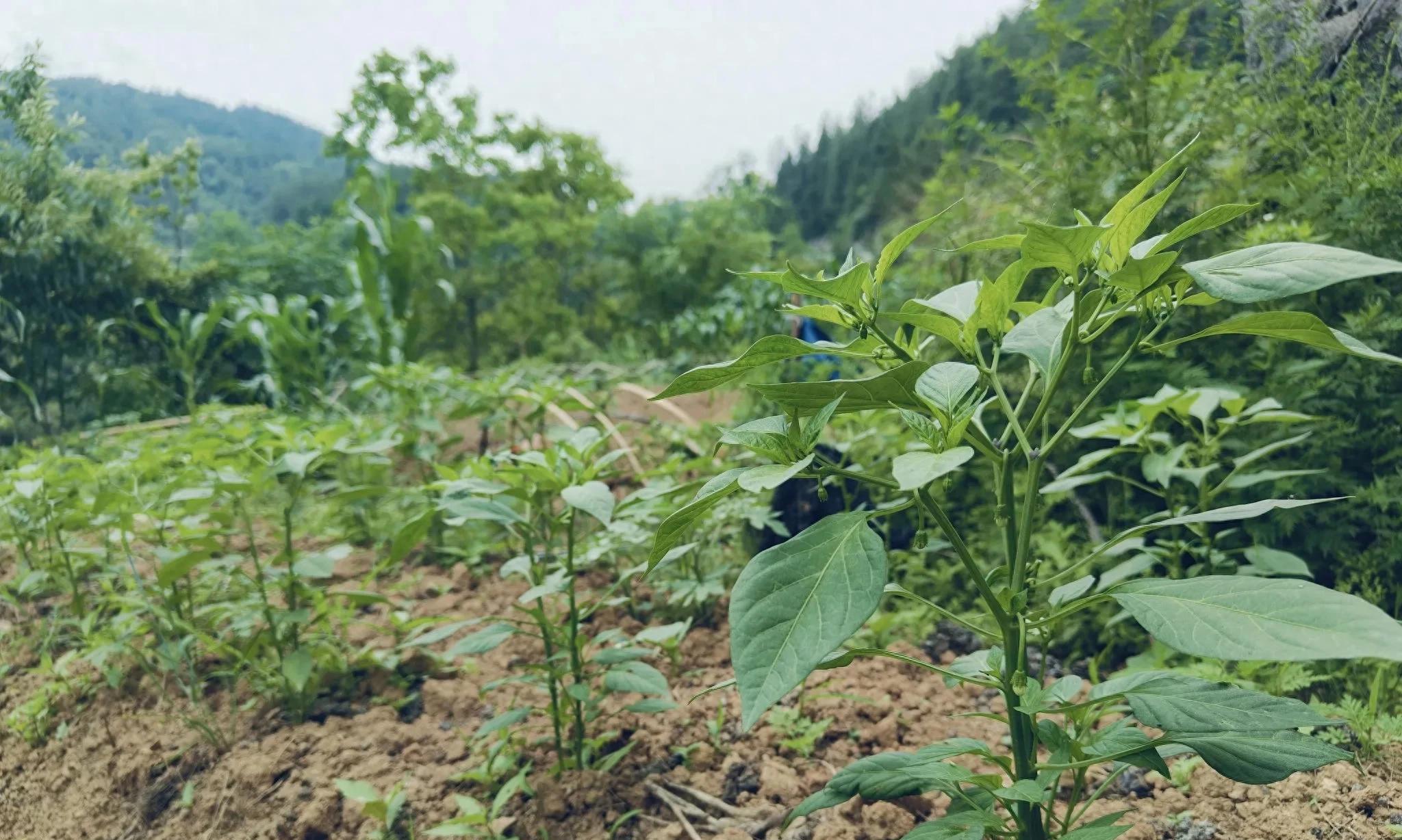 辣椒千万别和这种作物套种，很多种菜爱好者年年做，次次后悔