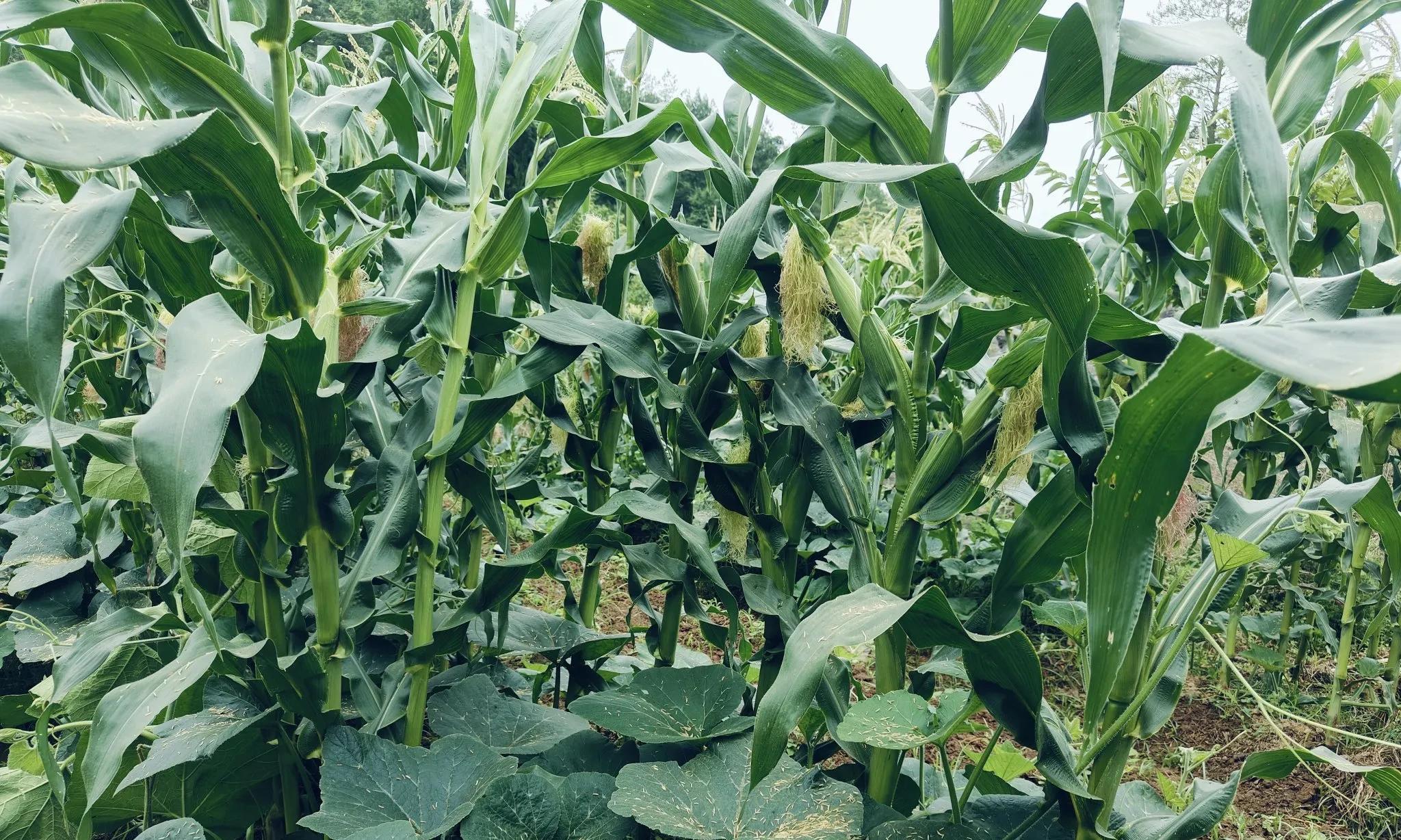 辣椒千万别和这种作物套种，很多种菜爱好者年年做，次次后悔