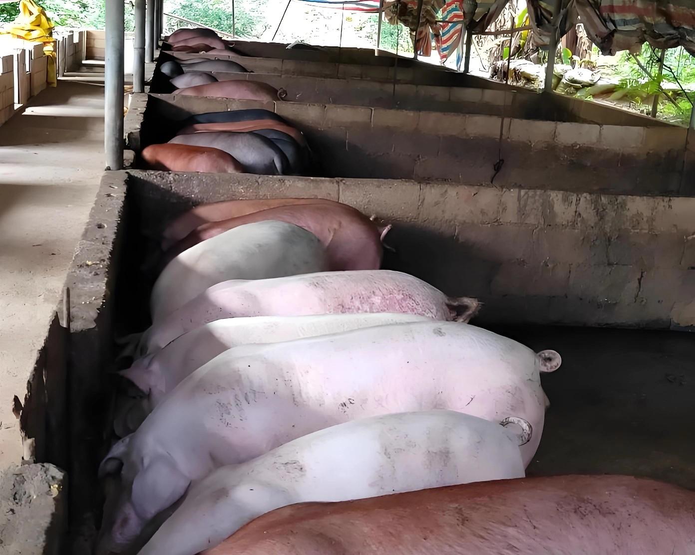 猪价跌破10元大关！这轮“寒冬”还要熬多久？3个信号告诉你真相