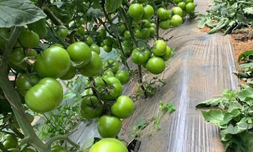 高锰酸钾在蔬菜种植上到底有什么作用？防病害促生长，还没有危害