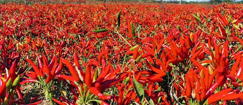 高锰酸钾在蔬菜种植上到底有什么作用？防病害促生长，还没有危害