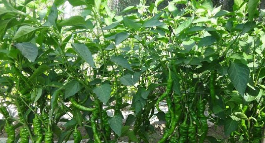 高锰酸钾在蔬菜种植上到底有什么作用？防病害促生长，还没有危害